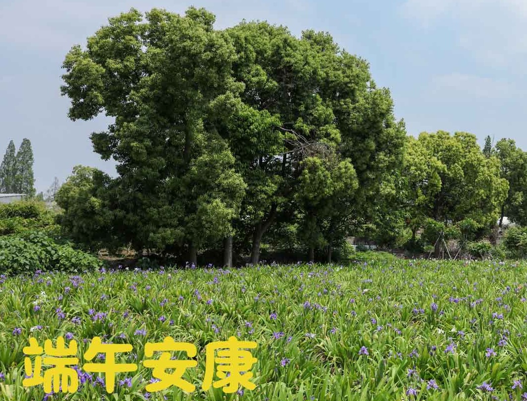 端午|粽夏之時，祝大家安康順意！