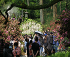 人文花展|「紫藤杜鵑」實力吸睛，人文園林太子灣春日限定花展圓滿舉辦！