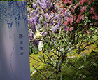 人文花展|太子灣公園紫藤限定展已開展，花開將燦，精彩不斷！