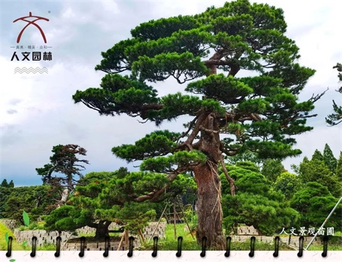 植樹節(jié)|“植”此青綠，共建美好人居