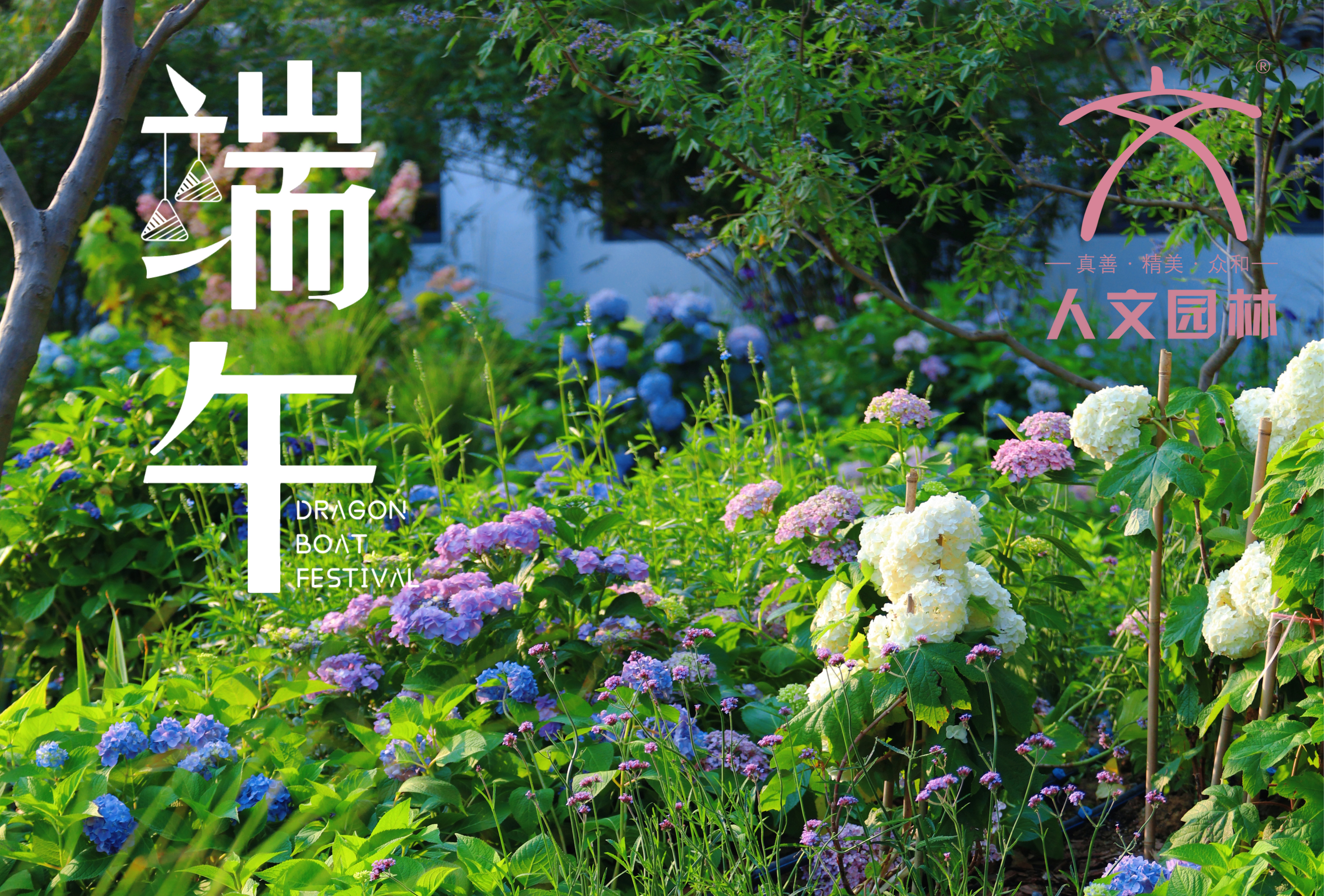 端午安康|與“花”相約，共賞佳節(jié)芬芳